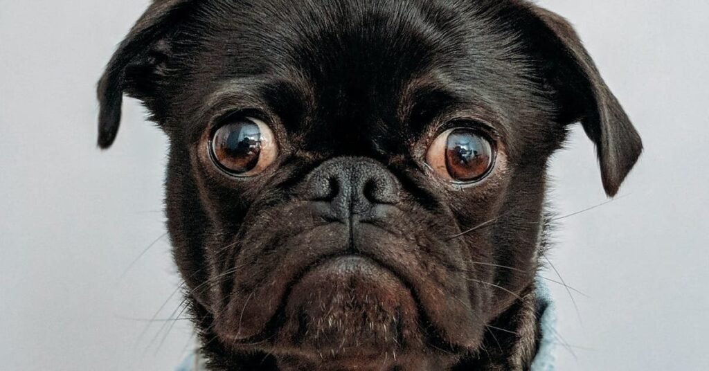 Dog with unhappy face. Self esteem is important